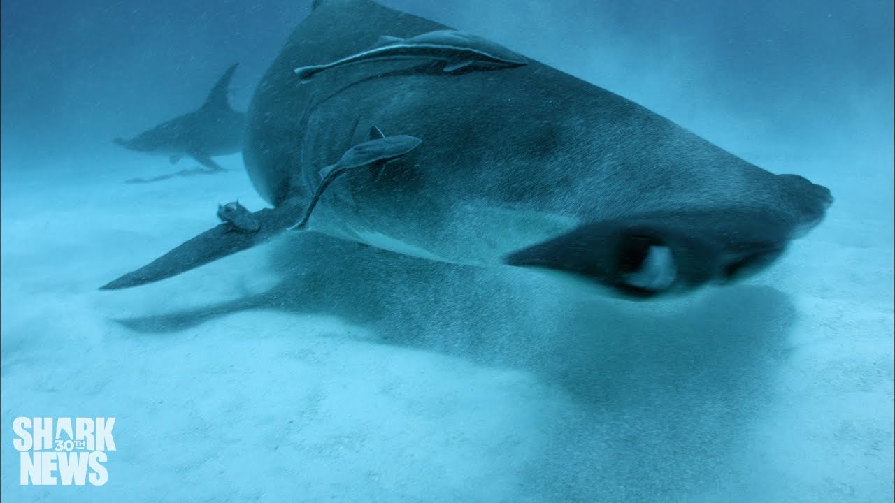 Scientists Figured Out How To Track Sharks Like A Remora Youtube