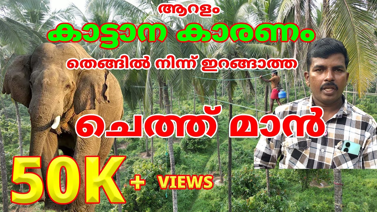 ആറളത്ത് കാട്ടാന കാരണം തെങ്ങിൽ നിന്ന് ഇറങ്ങാത്ത ചെത്ത് മാൻ #elephant #forest #aralam #wildlife #tiger
