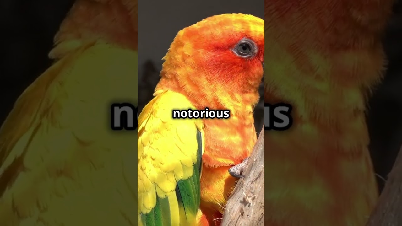 Are sun conures beginner pet friendly?