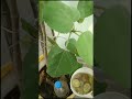No 1 fertilizer in this summer #roofgardening #viral #fertillizer #@mominkitchentogarden