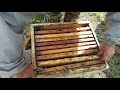 Рутовская система пчеловодства. Вторые корпуса рано . 1 мая