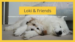 Loki & Friends: Happiness is always having snacks and being with our Furbo Dog Camera by Furbo Pet Camera 507,088 views 4 years ago 45 seconds