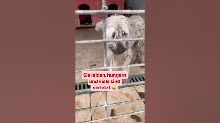 BITTE LESEN & TEILEN!! Schaffen wir es 20 Hunde aus der Hunde-Hölle Tötungsstation zu retten?