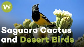 Desert birds feast on the nectar of the Saguaro Cactus and fertilize it at the same time by wocomoWILDLIFE 515 views 7 months ago 6 minutes, 17 seconds