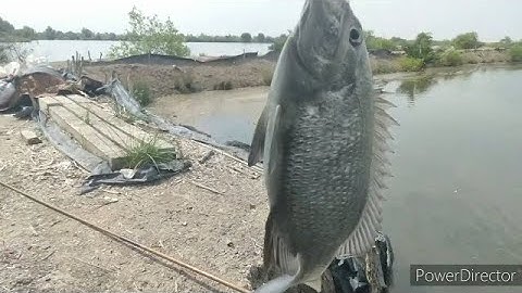Vào mùa cá tráp câu giật sướng tai || Thiên Nhiên Muôn Loài