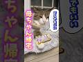 今でも帰宅すると階段を降りる音が聞こえる#cats #shorts #球太