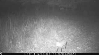 Molly the Fox crossing our 4-wheeler trail