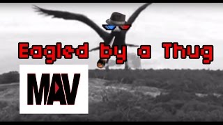 Thuglife 2M Wedge-Tailed Eagle Takes Down Drone. Watch It Punch It Out Of The Sky - Australia