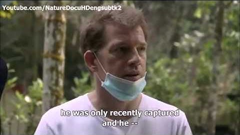 THE LAST ORANGUTAN EDEN - national geographic documentary