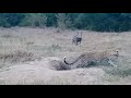 Cheetah faces off with a warthog