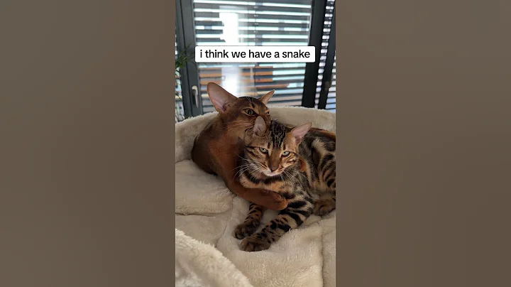 Watch the video about He is so chill though #bengal #abyssinian #cats