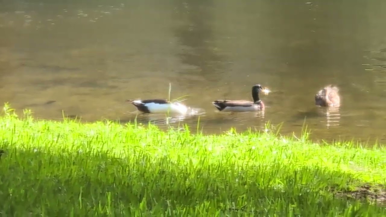 Black & White Magpie Duck Swims in Lake with Mallard Duck Pair, Sunlight Shining on Beaks 