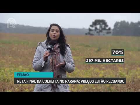Colheita de feijão avança no Paraná | Canal Rural