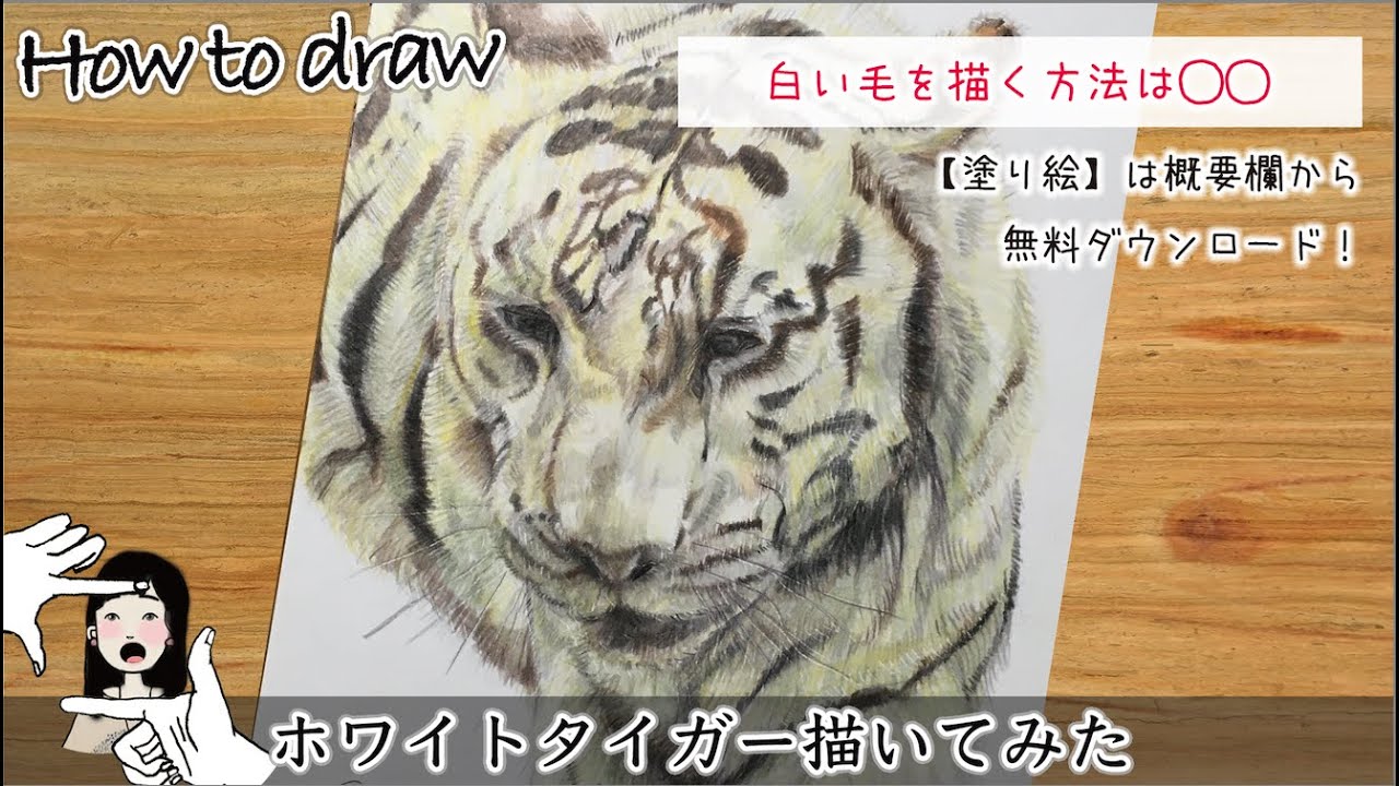 ホワイトタイガー描いてみた 水浴び姿が猫のようで可愛い 色鉛筆 描き方 Drawing A White Tiger How To Draw Youtube