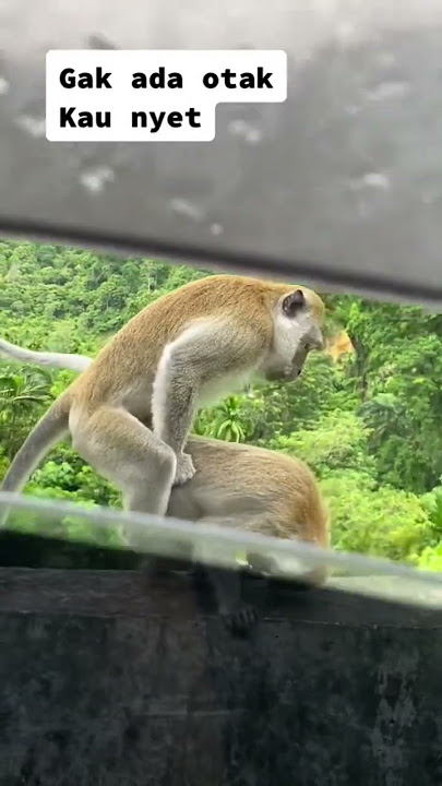 Monyet kurang ajar.gak ada otak