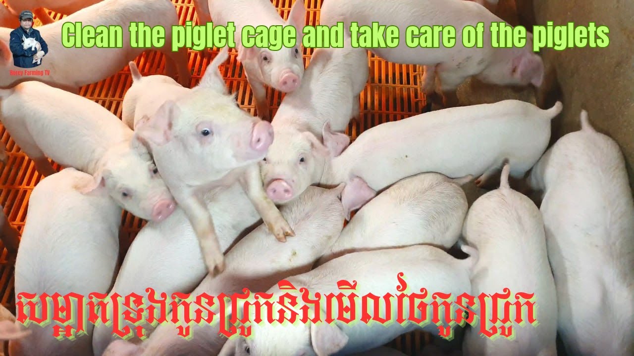 Clean the piglet cage and take care of the piglets. | Video 21 | - YouTube