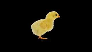 Chicken Jumping Animation