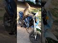 Monkey wants to drive a motorcycle