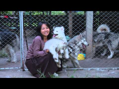 ฟาร์มสุนัขไซบีเรียน ทุกทิศ ทั่วไทย