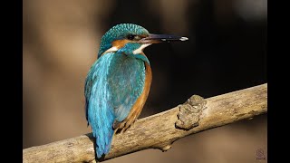 Gefiederpflege beim Eisvogel