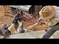 A ÉGUA ASSUSTOU COM BARULHO DO TRATOR E QUASE DEU RUIM !! *Uma Manhã na Roça* | Gêmeas Brasil