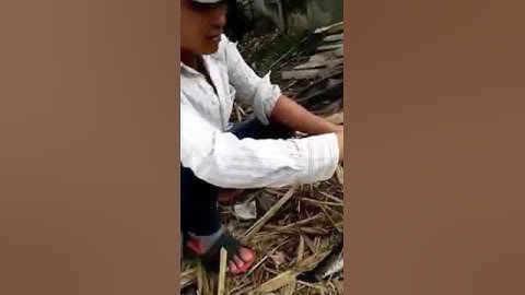 Câu cá lóc khủng bằng vịt con- Miền quê Việt Nam