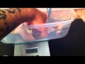 Piebald Ball Python Perfect Shed Piebald Ball Python Perfect Shed