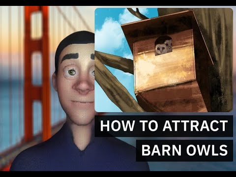 How to Attract Barn Owls