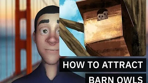 How to Attract Barn Owls
