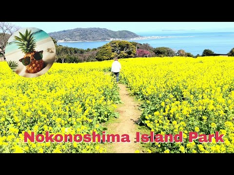 Exploring Nokonoshima Island Park: A Day Trip from Fukuoka 🌸