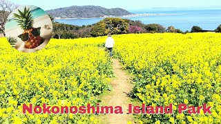 Exploring Nokonoshima Island Park: A Day Trip from Fukuoka 🌸