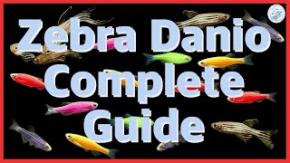Zebra Danio | Complete Guide