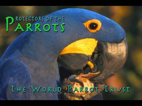 Protectors of the Parrots - World Parrot Trust