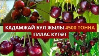 Кадамжай бул жылы 4500 тонна гилас күтөт