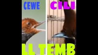 Download lagu MASTERAN MURAI BATU, CUCAK HIJAU, KACER, DGN JEDA 1 MENIT ROLL TEMBAK PRENJAK CEWE SAMBUNG CILILIN.