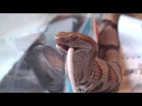 Wie Vertreibt Man Copperhead-Schlangen?