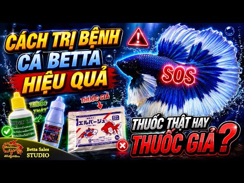 Video Cách Trị Bệnh Cho Cá Betta Hiệu Quả | Betta bỏ ăn ,... - youtube