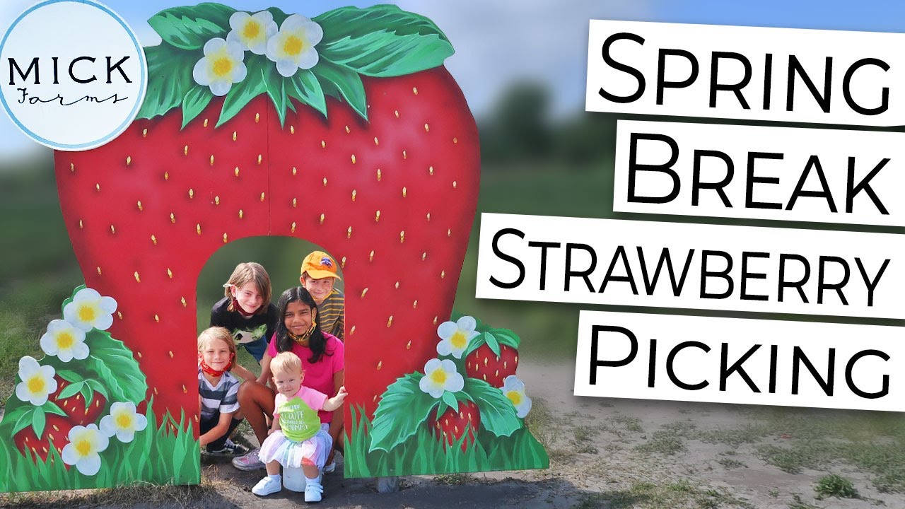 Florida Spring Break Strawberry Picking - YouTube