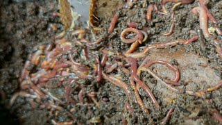 Composting with Craig Ep 322: Checking In On 20,000+ Red Wiggler Worms