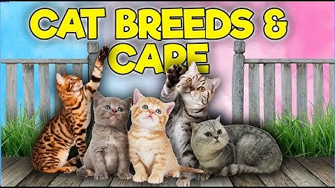 Cat Breeds 101: Unveiling the Personalities and Care Essentials
