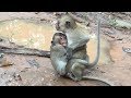 Strange baby monkey, What doing baby?, Big baby and mom, TM #393