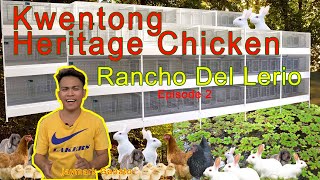 KWENTONG HERITAGE CHICKEN AT IBA PA. Azolla / Expanding Farm Episode 2