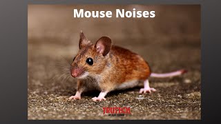 Mouse Noises | What Sounds do Mice Make? | Mice in the Home screenshot 1