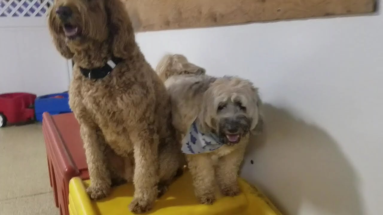 Playtime at Dogs On The Farm & Cats Too!
