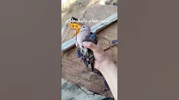 صيد الحمام بالمغيطه صيد طيور 