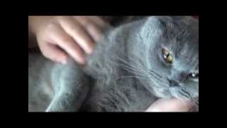 У кошки четыре ноги... У кошки четыре ноги...