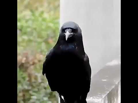 مقطع متداول لغراب شبهت مشيته بعارضات الازياء