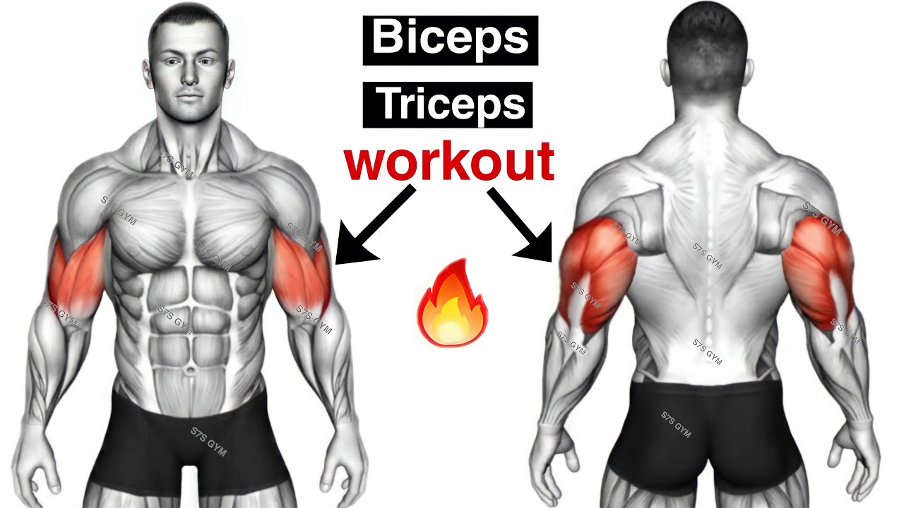 5 Reasons Why You Have Big Triceps Small Biceps, by Mohamed Thabet