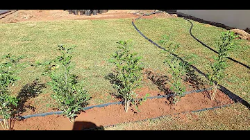 Qual é o espaço para plantar murta?