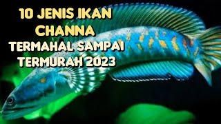 10 Jenis Ikan Channa Termahal Sampai Termurah 2023, Peliharaan Sultan Bikin Melongo